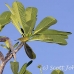 bird_unidentified_nlem_h_0306_bal3568.jpg